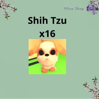 Shih Tzu x16