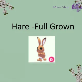 Hare -Full Grown 