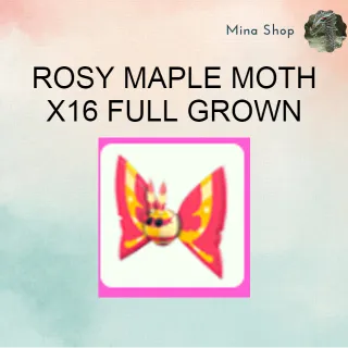 ROSY MAPLE MOTH - X16 FULL GROWN