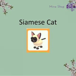 Siamese Cat
