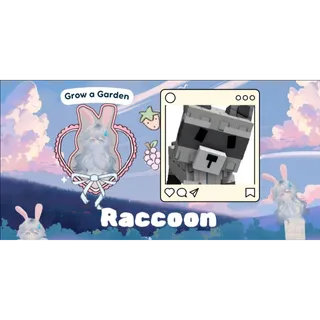 1X RACCON