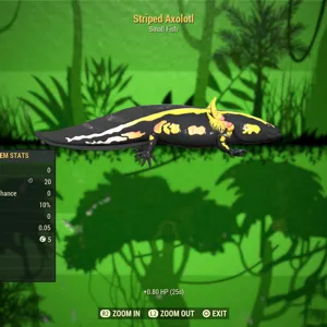 Striped Axolotl