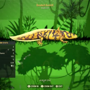 Banded Axolotl