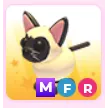 MFR Siamese Cat