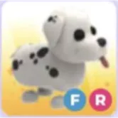 Fr Dalmatian