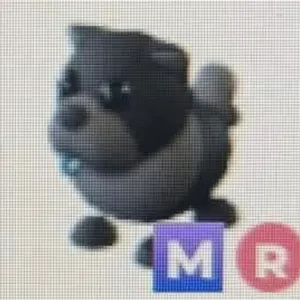 MR Black Chow-Chow