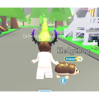 Hedgehog