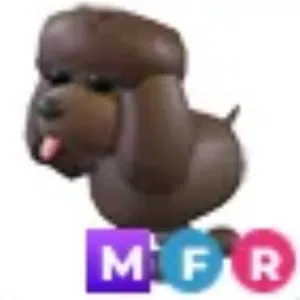 MFR Irish Water Spaniel