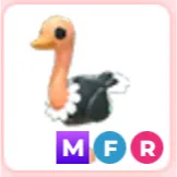 MFR ostrich