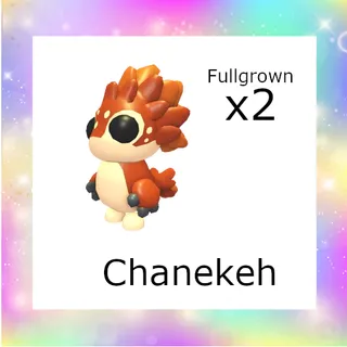 Chanekeh x 2 (fullgrown)