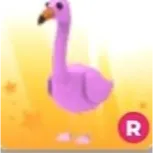 R FLAMINGO