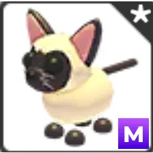Mega no pot Siamese cat