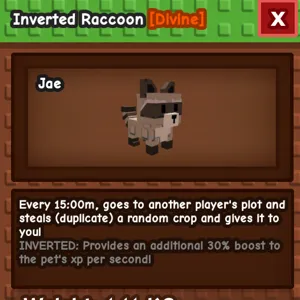 Racoon