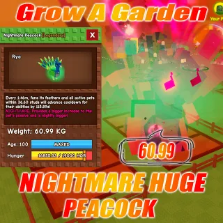 Nightmare HUGE Peacock age :100 weight : 60.99kg 15 second with Toy 