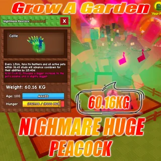 Nightmare HUGE Peacock age :100 weight : 60.16kg 15 second with Toy 