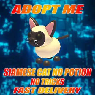 SIAMESE CAT NO POTION NO TRICKS