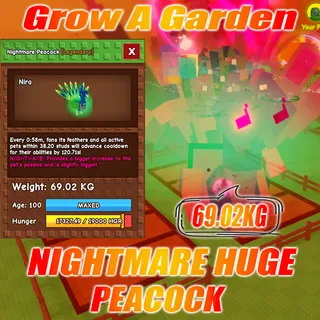 Nightmare HUGE Peacock age :100 weight : 69.02kg 15 second with Toy 