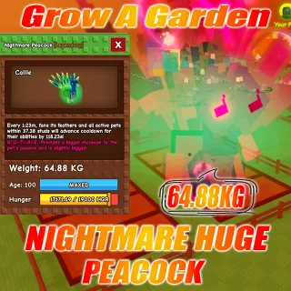 Nightmare HUGE Peacock age :100 weight : 64.88kg 15 second with Toy 