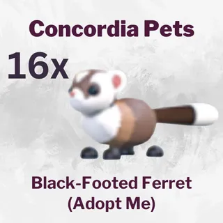 Black-Footed Ferret x16