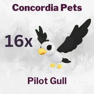 Pilot Gull