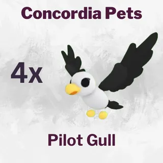 Pilot Gull