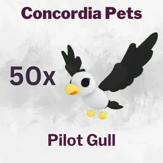 Pilot Gull