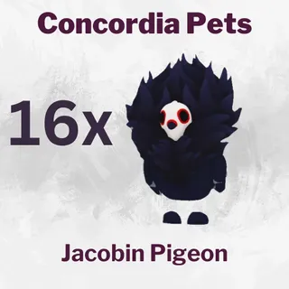Jacobin Pigeon 16x
