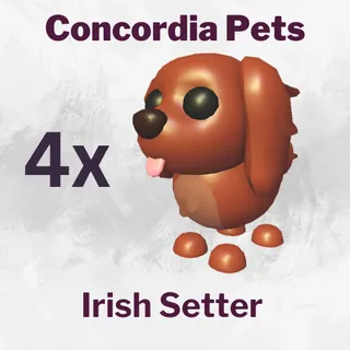 Irish Setter