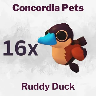 Ruddy Duck