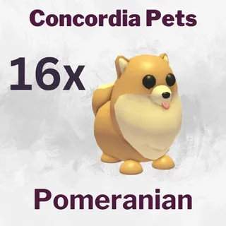pomeranian