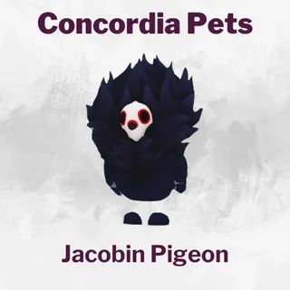 Jacobin Pigeon