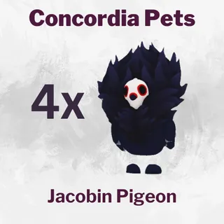 Jacobin Pigeon 4x