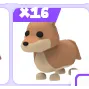 16x dingos