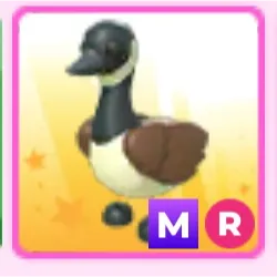 M  Canadian Goose
