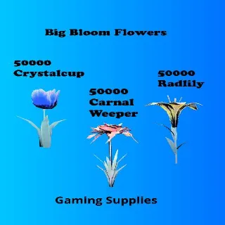 150000 Big Bloom Flowers
