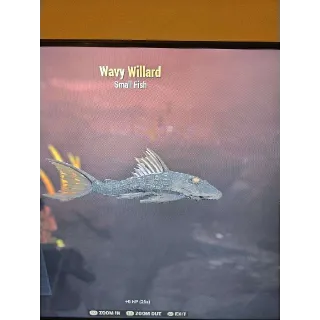 Wavy Willard Local Legend