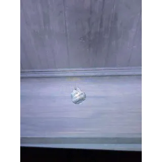 Crytid Tissue Sample