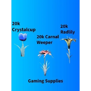 60k Big Bloom Flowers