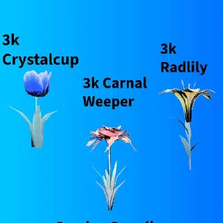 9000 Big Bloom Flowers