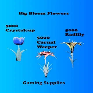 15000 Big Bloom Flowers