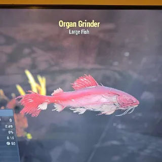 Organ Grinder Local Legend Fish