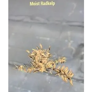 🌟 Rare Glowing Display Item: Moist Radkelp 🌟