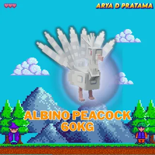 Albino Peacock 60kg+