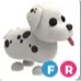 Fr Dalmatian