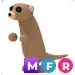 Mfr Meerkat