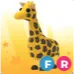 Fr Giraffe
