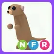 NFR meerkat