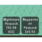 PEPPERMINT PEACOCK (65.93KG)(AGE 100) + NIGHTMARE PEACOCK 92.98KG)(AGE 100)
