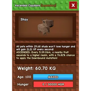 Ascended Capybara (60.70kg)