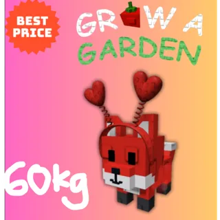 RED ROSE FOX (60KG+)